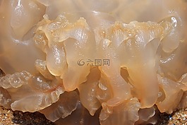 海蜇,海,海洋
