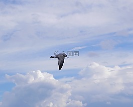 海鷗,飛,天空