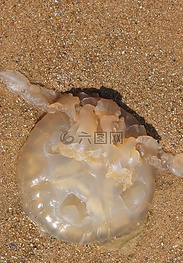 海蜇,海,海洋