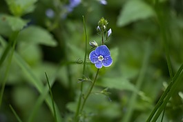 花卉,藍色,花