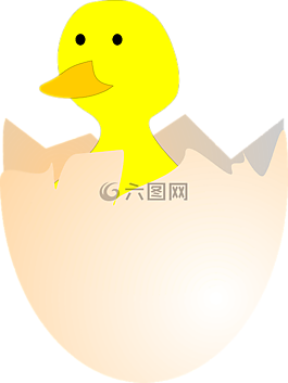 小雞,孵化,雞蛋