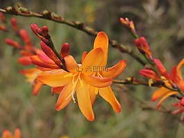 花,帕拉莫,泊