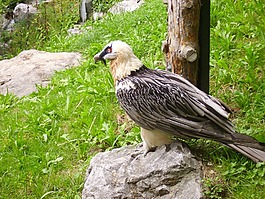 兀鷲,野生動(dòng)物,鳥(niǎo)