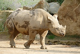 犀牛,動物園,動物