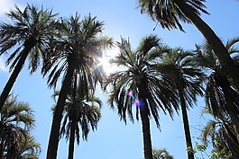 手掌,景觀,太陽