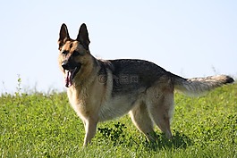 德國牧羊犬,狗,寵物