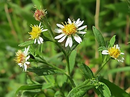 symphyotrichum,野花,植物區(qū)系