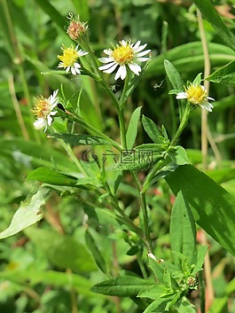 symphyotrichum,野花,植物區(qū)系