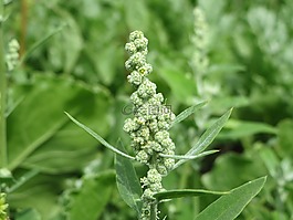 藜,羊肉的宿舍,melde