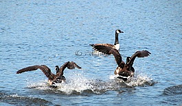 鹅,加拿大鹅,branta 黄花