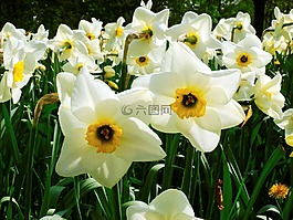水仙,花,春天