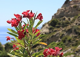 花卉,希臘,地中海