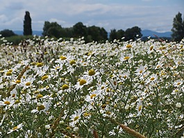 tripleurospermum 廣東,無臭mayweed,無臭甘菊