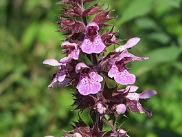 鼬瓣花 tetrahit,常見的麻蕁麻,brittlestem hempnettle