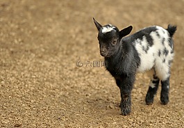 山羊,動(dòng)物,動(dòng)物園
