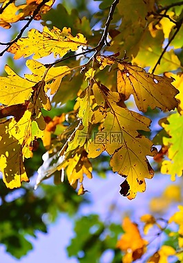 秋季,假期,顏色