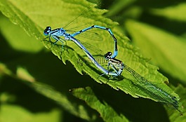 動物,蜻蜓,昆蟲