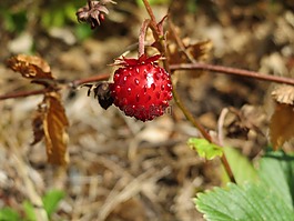 野草莓,林地草莓,高山草莓