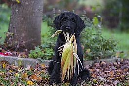 labradoodle,拉布拉多,獅子狗
