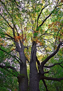 秋季,假期,顏色