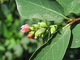symphoricarpos黄鳝,常见的 snowberry,植物区系