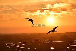 鳥類,天空,海鷗