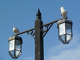 鳥,海鷗,海灘
