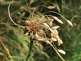 蔥oleraceum,現(xiàn)場(chǎng)大蒜,花序
