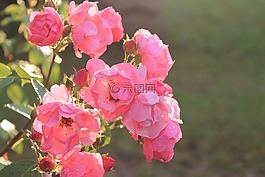 玫瑰,粉紅色,太陽(yáng)