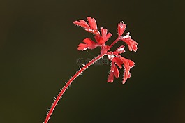 葉,甲骨文,草