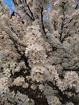 kvity,春天,樹