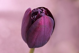 郁金香,紫,開(kāi)花