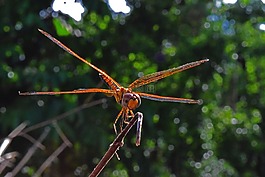 蜻蜓,自然,金
