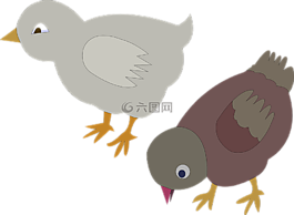 鴿子,家禽,雞
