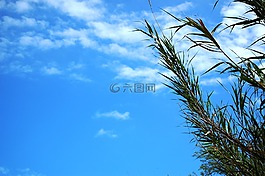 天空,植物,藍色