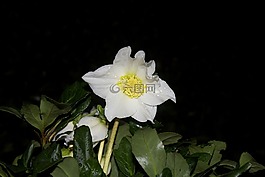 圣誕玫瑰,夜間照片,冬天
