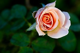 玫瑰,單綻放,花園