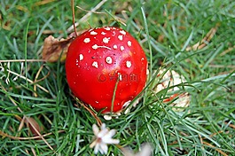 飛木耳,紅色,草地