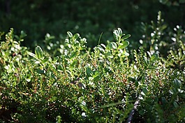 草,葉子,綠色