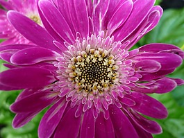 非洲菊,花,粉紅色