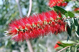 植物,紅色,bottlebrush