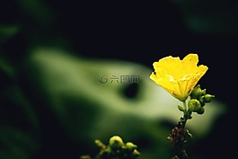花,自然,黃色