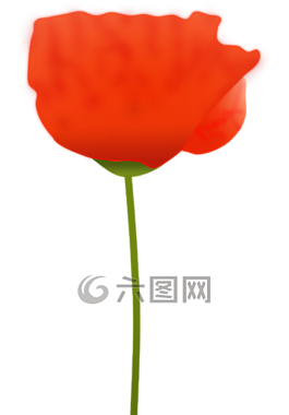罌粟,花,紅色