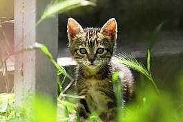 猫,基蒂,可爱
