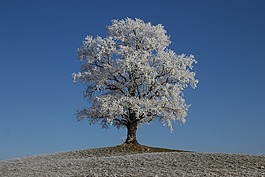 霜,冬天,树