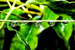 綠色,滴,水