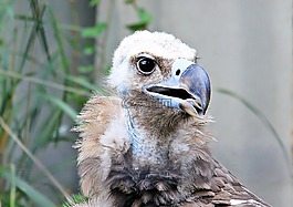 兀鷲,猛禽,鳥