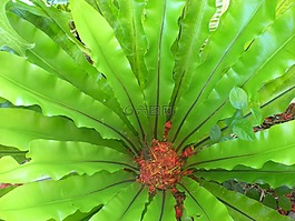 蕨類植物,燕窩,熱帶