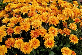 媽媽,花園,橙色