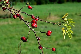 秋,紅色水果,紅色